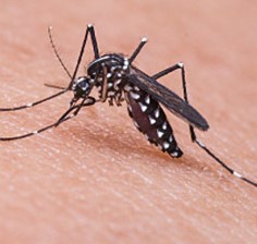  zanzara Aedes 