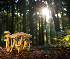 funghi