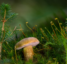 Funghi