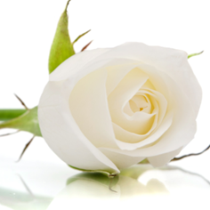 Una rosa sul banco