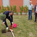 Messa a dimora